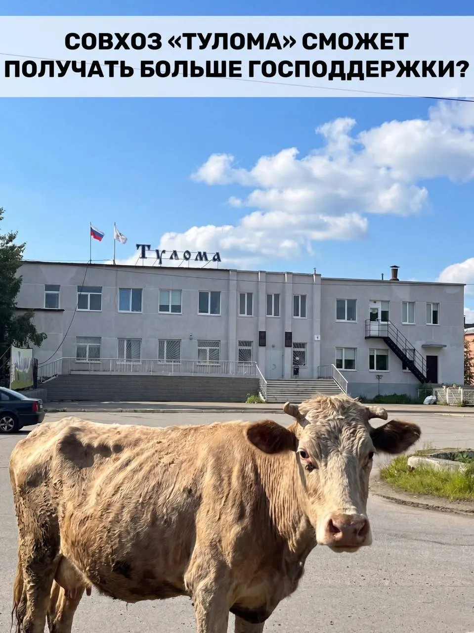 Правила получения федеральной поддержки для молочного животноводства изменили: субсидии теперь могут получать и предприятия с долей гос- или муниципальной собственности свыше 25%. В регионе это важно, но ряд хозяйств, в том числе совхоз «Тулома», сообщают о критических проблемах.