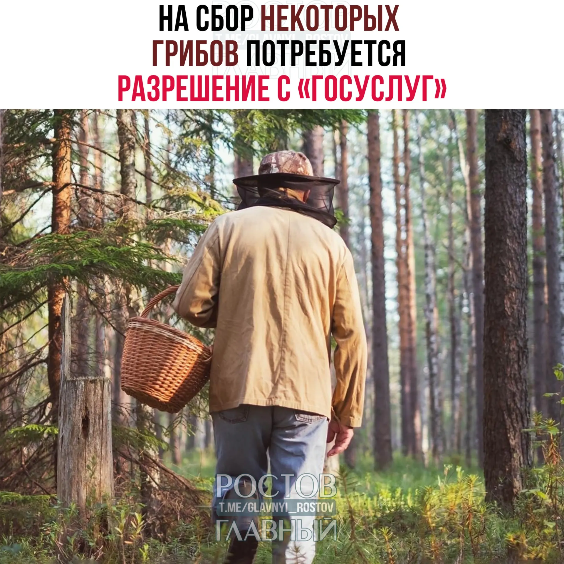 Разрешение, оформляемое на портале, потребуется даже для некоторых съедобных видов (например, сыроежки золотистой и чёрного трюфеля). Заявки будут рассматривать 15 дней, а сбор краснокнижных грибов без документа повлечёт уголовную ответственность.