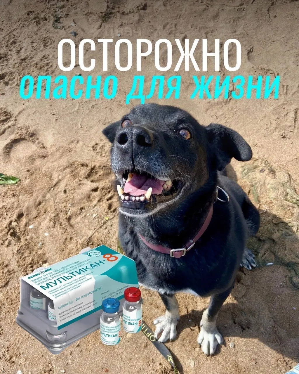 Владельцы сообщают о тяжёлых реакциях у питомцев после прививки, часть животных погибла; партия вакцины была изъята для проверки, подтверждений связи с гибелью пока нет.